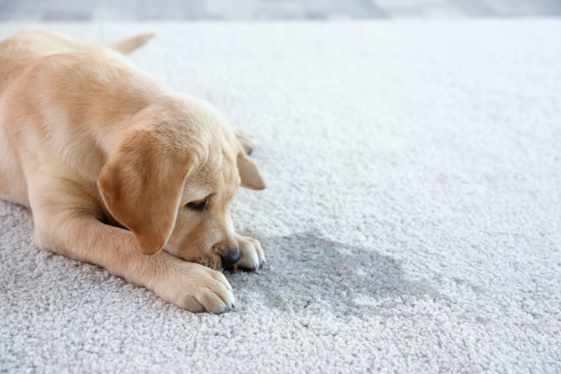 How To Get Dried Dog Pee Out Of A Carpet: 5 Practical Options