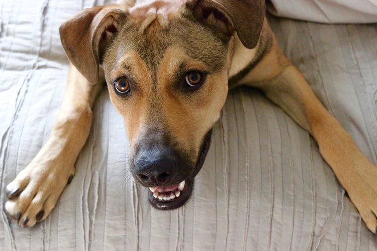 How To Get Rid Of Pet Odor In The House: 12 Practical Options
