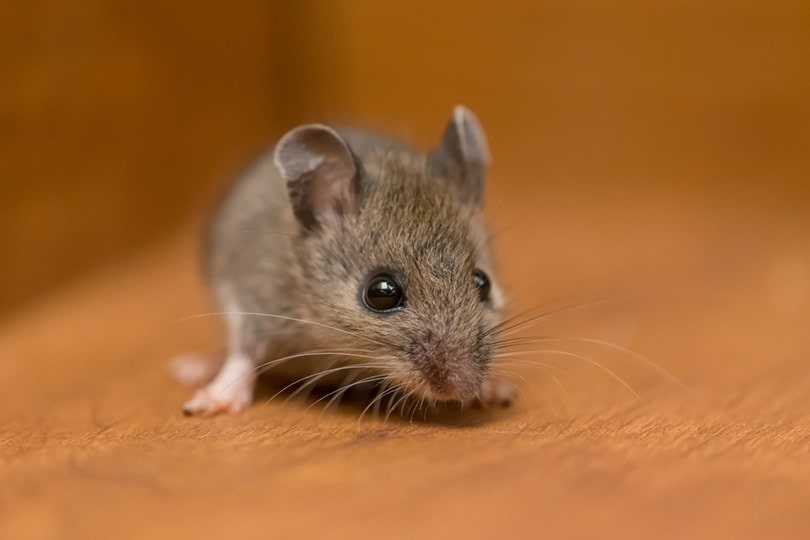 How to Get Mice Smell Out of Car Upholstery and Car Vents in 7 Steps