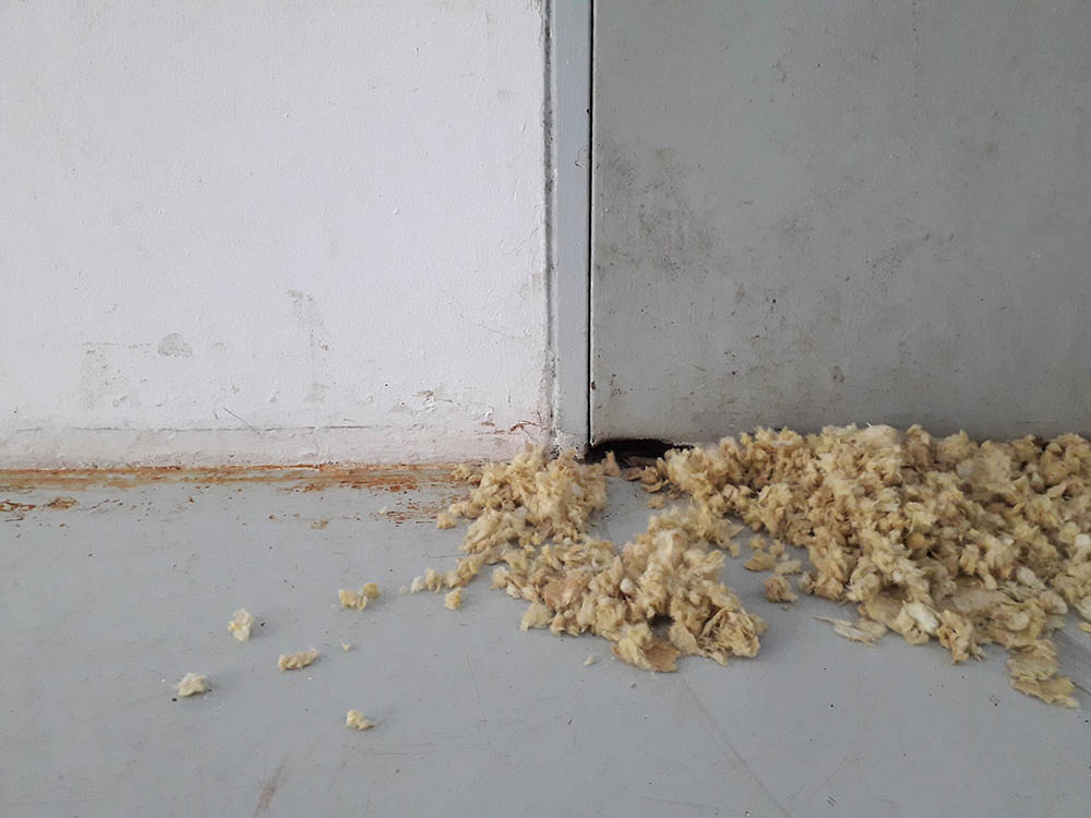 How To Get Rid of Mouse Urine Smell In a Garage In 7 Steps