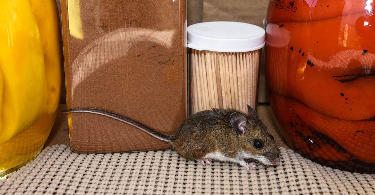 How To Get Rid of Mouse Urine Smell In a Garage In 7 Steps