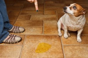10 Best Cleaners for Dog Urine on Laminate Floors in 2022 &#8211; Reviews &#038; Top Picks