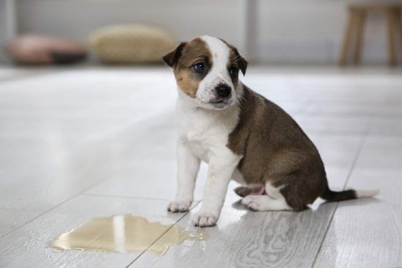 10 Best Tile Floor Cleaners for Dog Urine in 2022 – Reviews & Top Picks