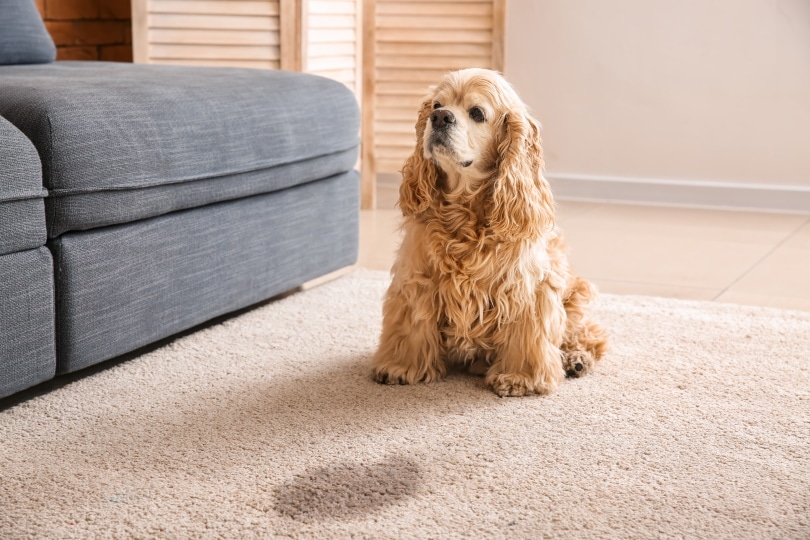 10 Best Carpet Cleaners for Dog Vomit in 2022 &#8211 Reviews &#038 Top Picks