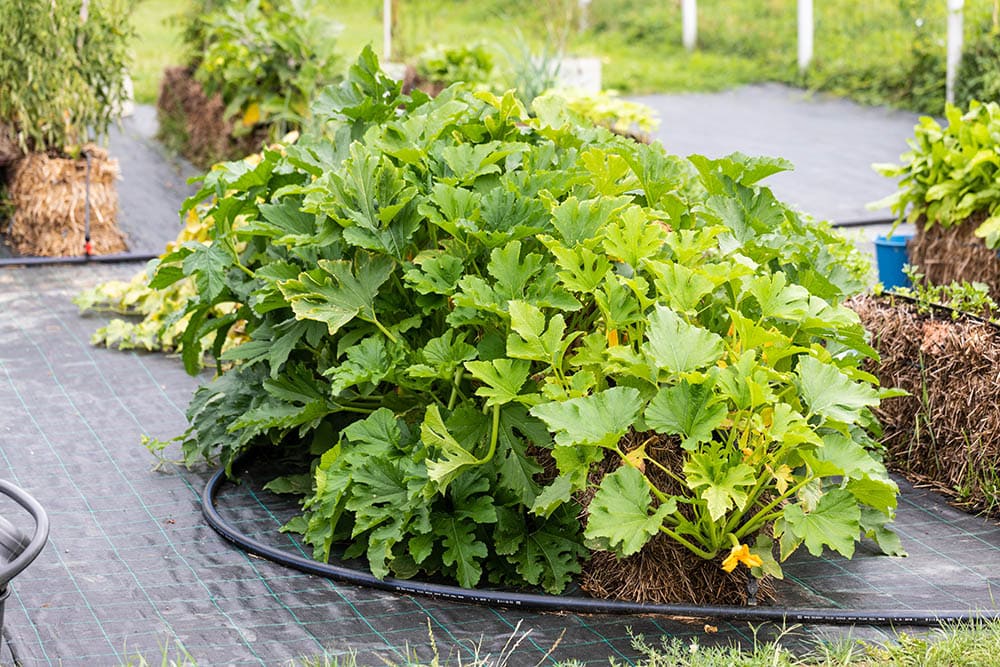 Is Landscape Fabric Safe for Vegetable Gardens?