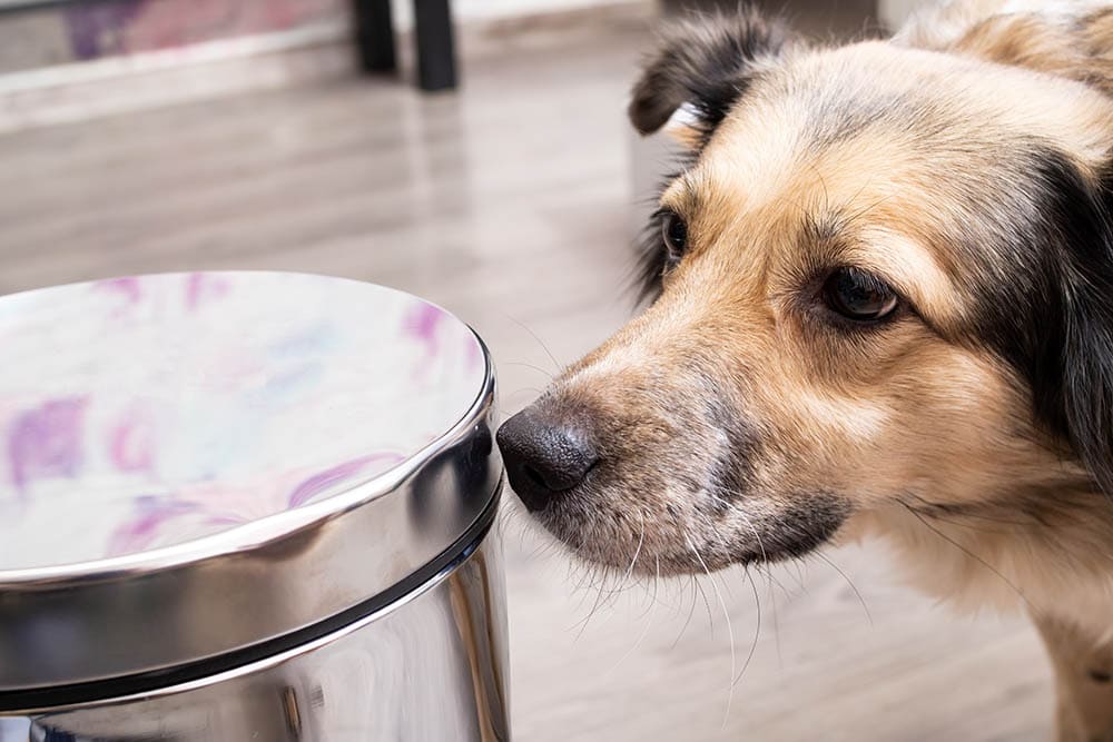 10 Best Trash Cans for Dog Poop in 2022 – Reviews & Top Picks