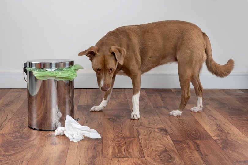 10 Best Dog-Proof Trash Cans In 2022 &#8211; Reviews &#038; Top Picks