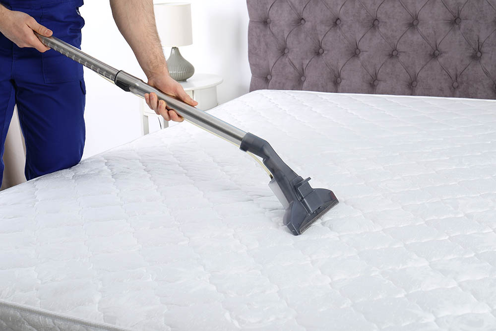 How to Get Cat Urine Smell and Stains out of a Mattress: 3 Practical Options