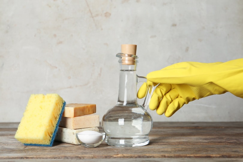 How to Get Cat Urine Smell and Stains out of a Mattress: 3 Practical Options