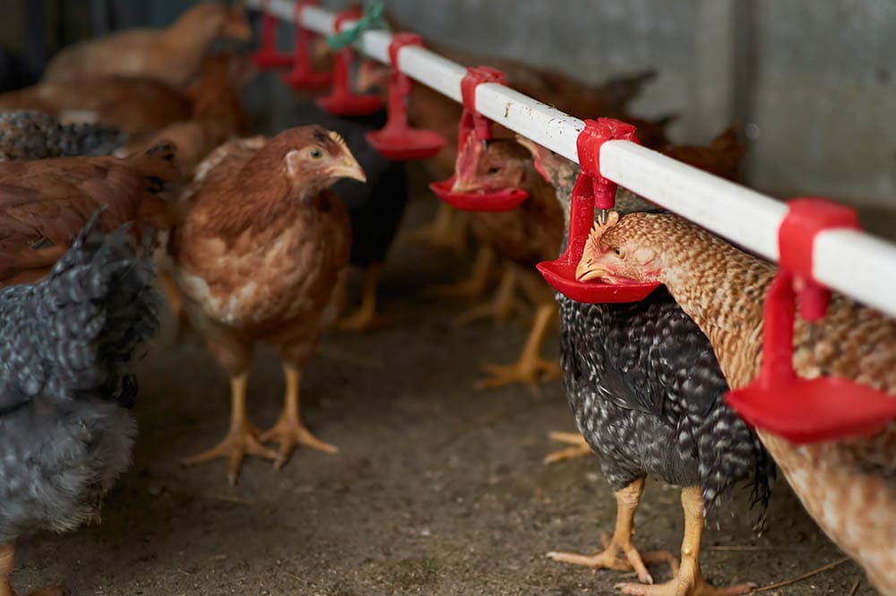 How To Get Rid of a Chicken Coop Smell In 10 Steps (with Pictures)