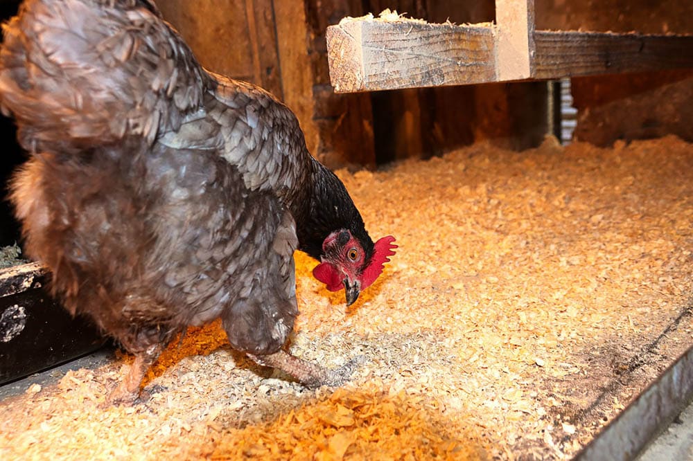 How To Get Rid of a Chicken Coop Smell In 10 Steps (with Pictures)