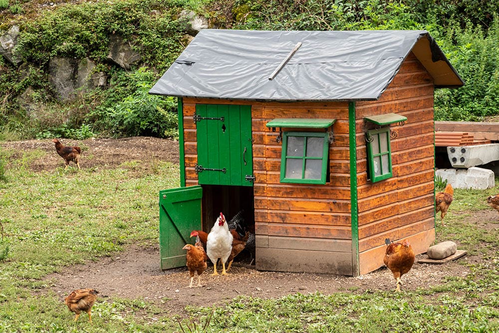 How To Get Rid of a Chicken Coop Smell In 10 Steps (with Pictures)