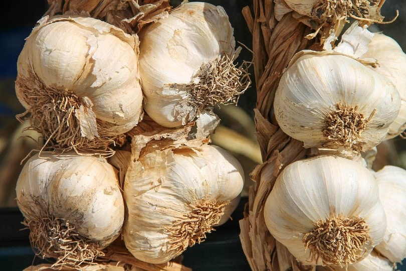 Can You Grow Garlic Indoors? Tips, Tricks, &#038; How-To Guide