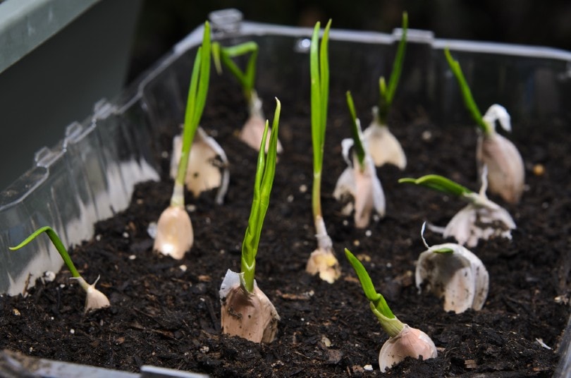 Can You Grow Garlic Indoors? Tips, Tricks, & How-To Guide