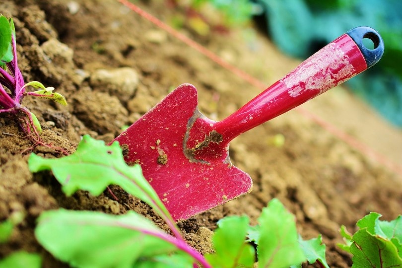 Can You Grow Garlic Indoors? Tips, Tricks, & How-To Guide