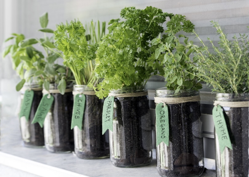 How To Grow Herbs Indoors &#8211; Tips, Tricks, And Guide