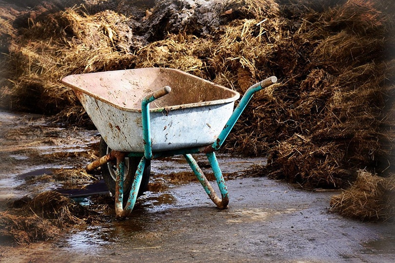 Can You Compost Weeds? What You Need To Know!