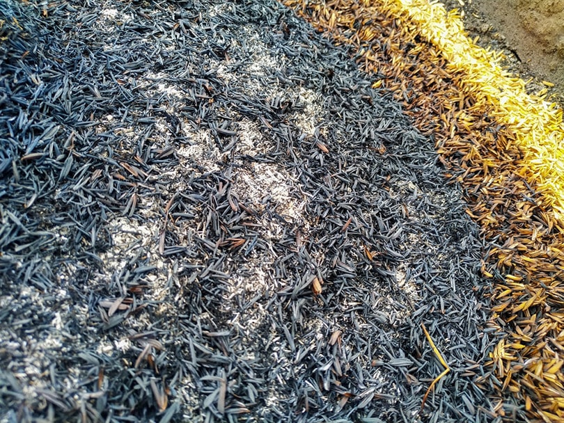 Can You Compost Rice? What You Need To Know!