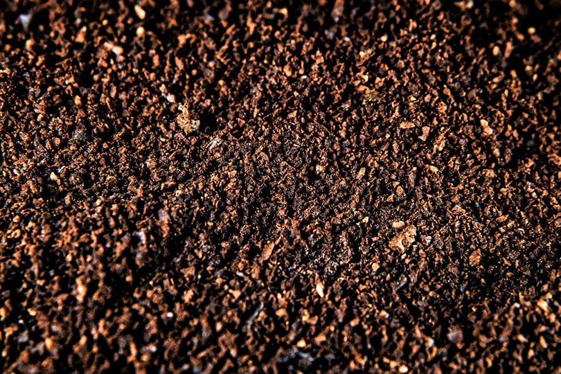 Can You Compost Coffee Grounds? What You Need To Know!