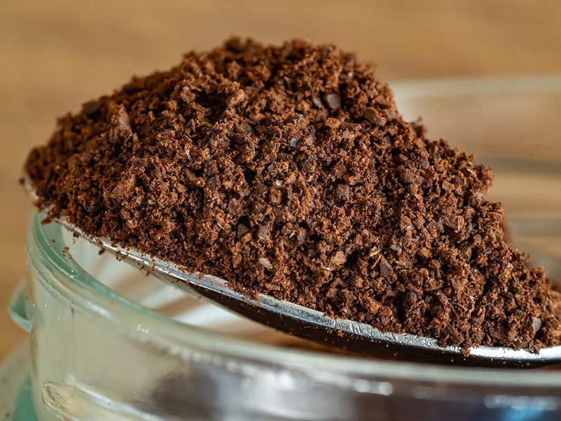 Can You Compost Coffee Grounds? What You Need To Know!