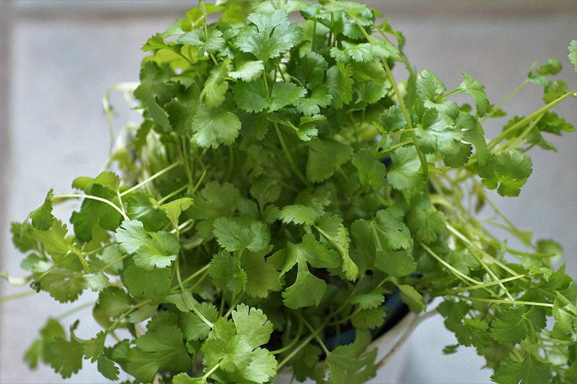 Can You Grow Cilantro Indoors? Tips, Tricks, and How to Guide