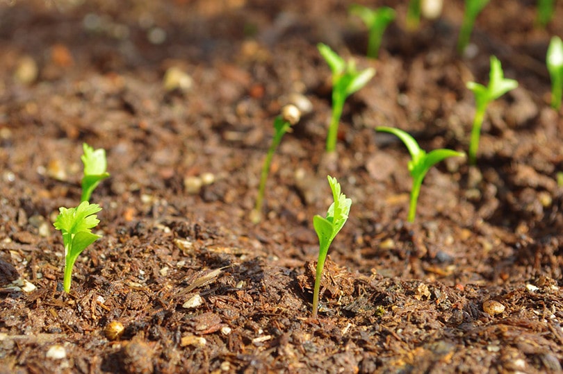 Can You Grow Cilantro Indoors? Tips, Tricks, and How to Guide