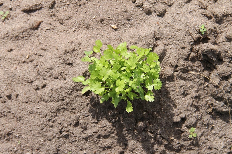 Can You Grow Cilantro Indoors? Tips, Tricks, and How to Guide