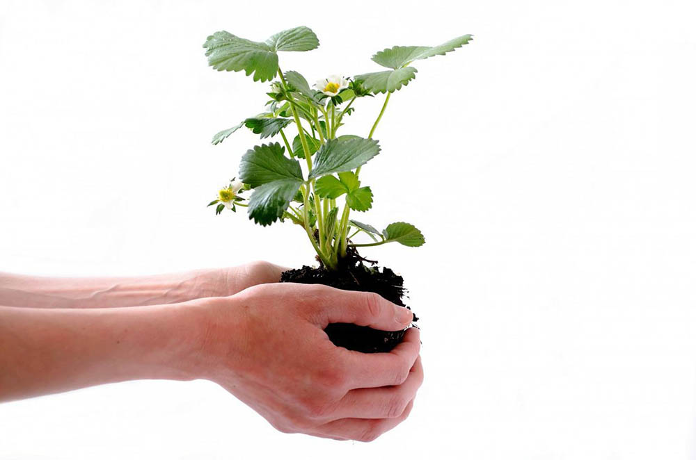 Can You Grow Vegetables Indoors? Tips, Tricks, and How-To Guide