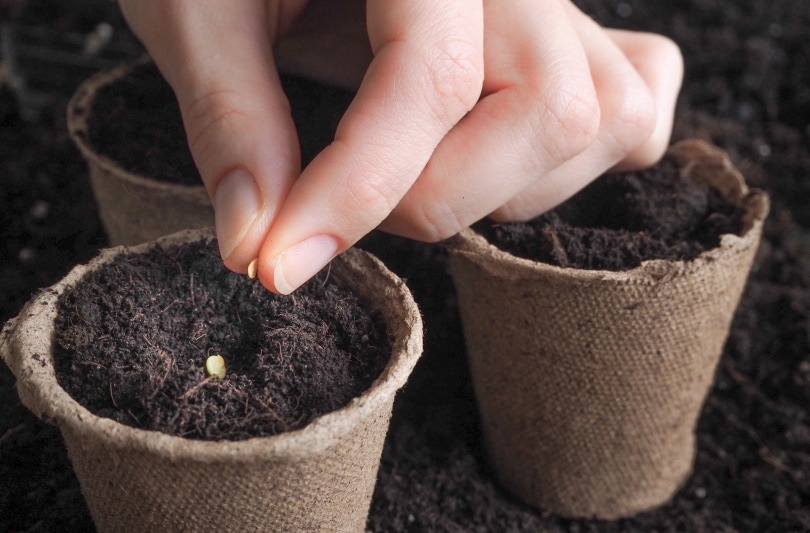 Can You Grow Vegetables Indoors? Tips, Tricks, and How-To Guide