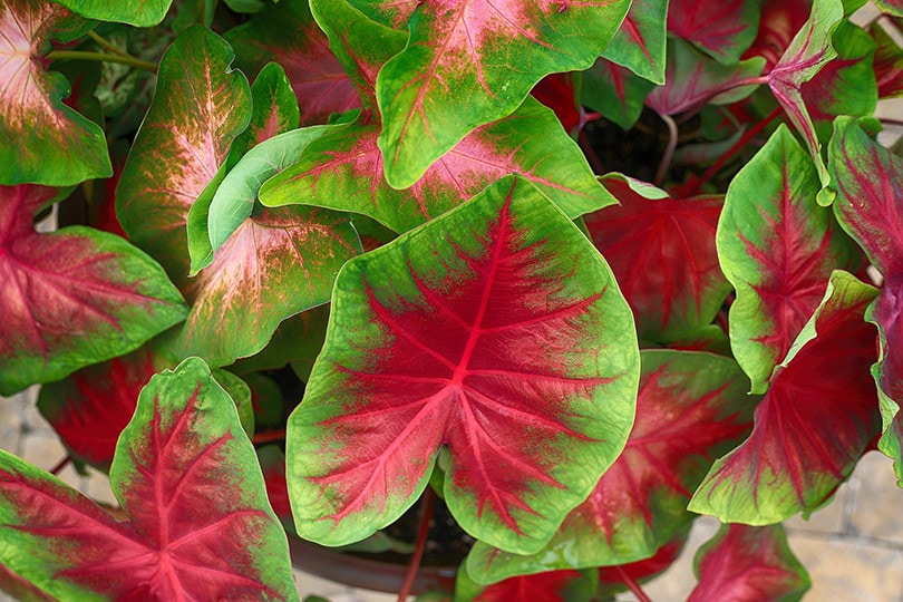 Can Caladium Grow Indoors? Tips, Tricks, and How-to Guide