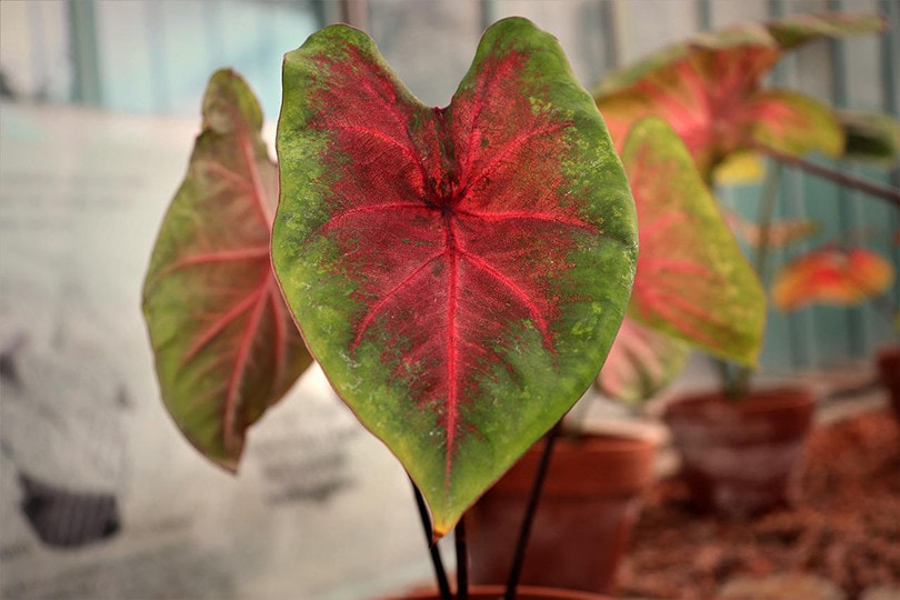 Can Caladium Grow Indoors? Tips, Tricks, and How-to Guide