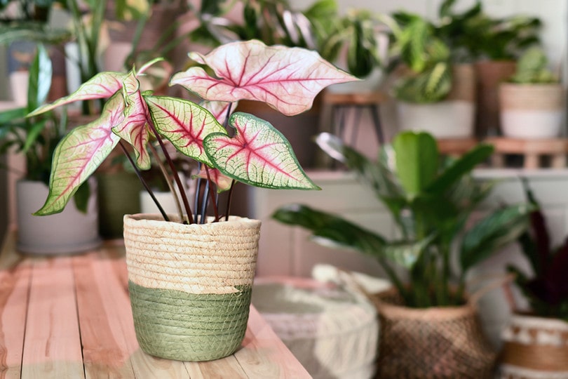 Can Caladium Grow Indoors? Tips, Tricks, and How-to Guide