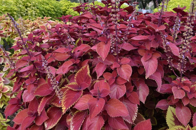 Can Coleus Grow Indoors? Tips, Tricks, and How to Guide