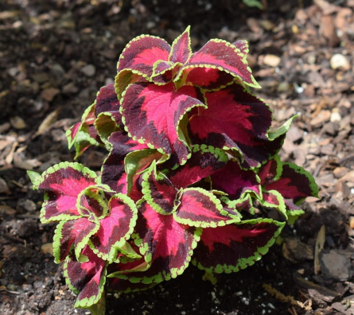 Can Coleus Grow Indoors? Tips, Tricks, and How to Guide