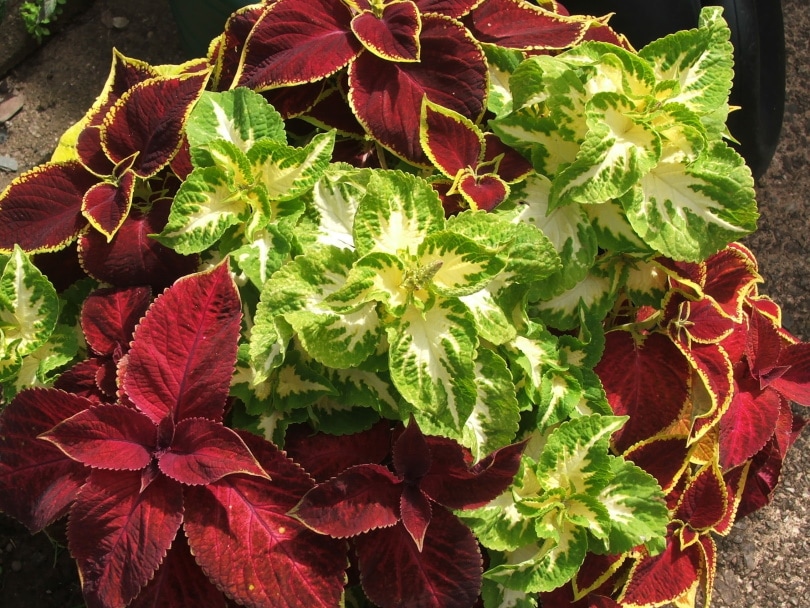 Can Coleus Grow Indoors? Tips, Tricks, and How to Guide