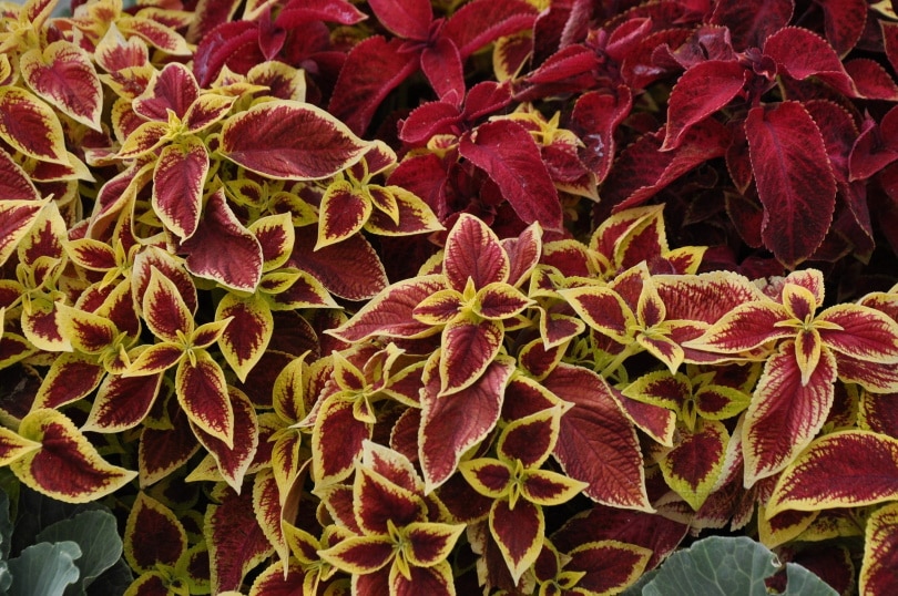 Can Coleus Grow Indoors? Tips, Tricks, and How to Guide