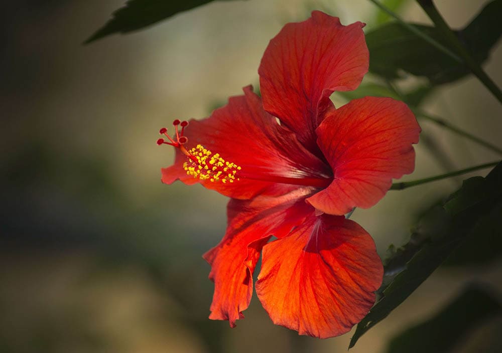 Can Hibiscus Grow Indoors? Tips, Tricks, and How to Guide