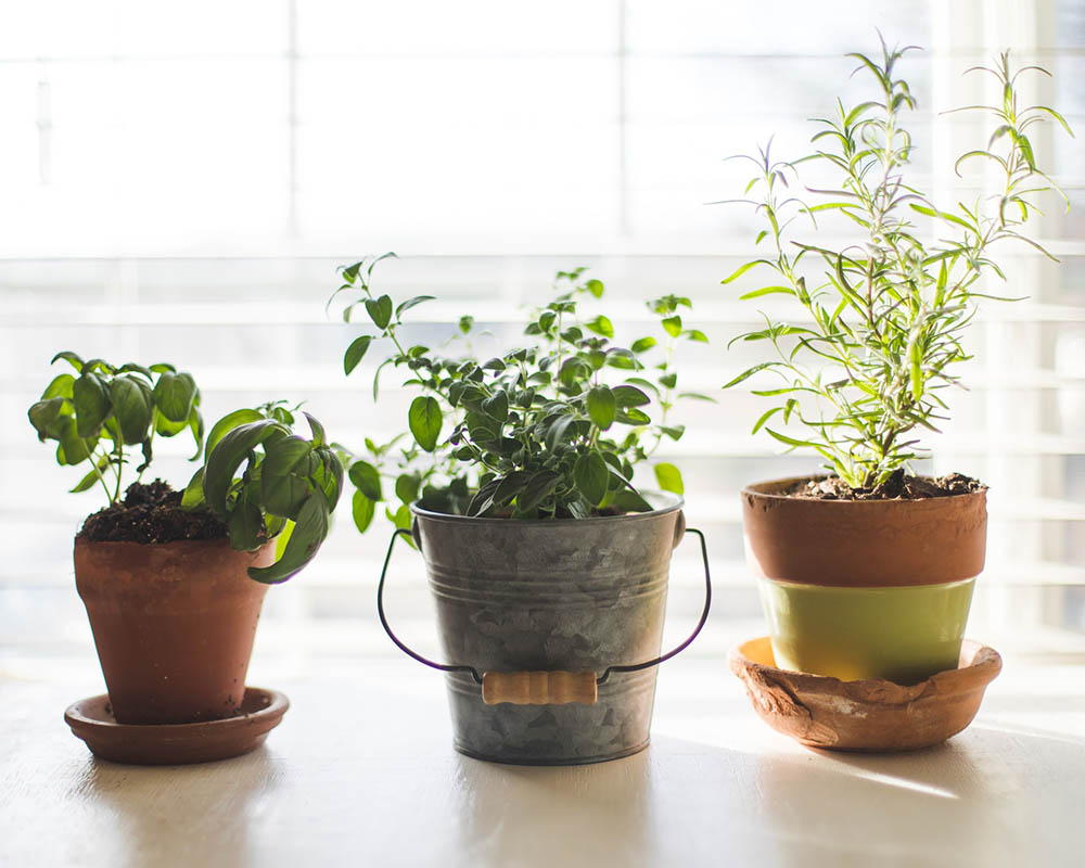 Can You Grow Rosemary Indoors? Tips, Tricks, and How-to Guide