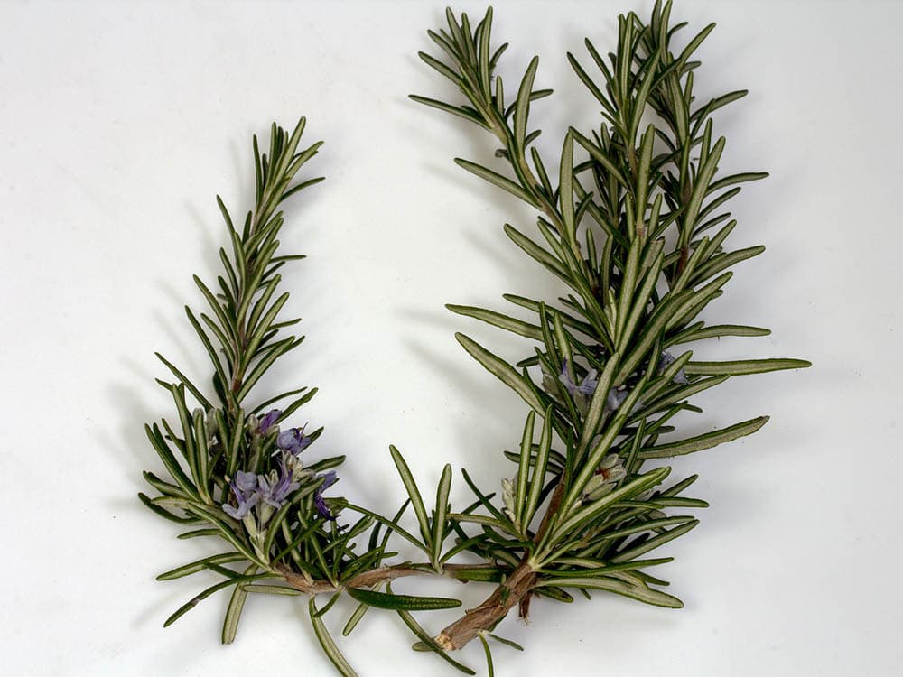 Can You Grow Rosemary Indoors? Tips, Tricks, and How-to Guide