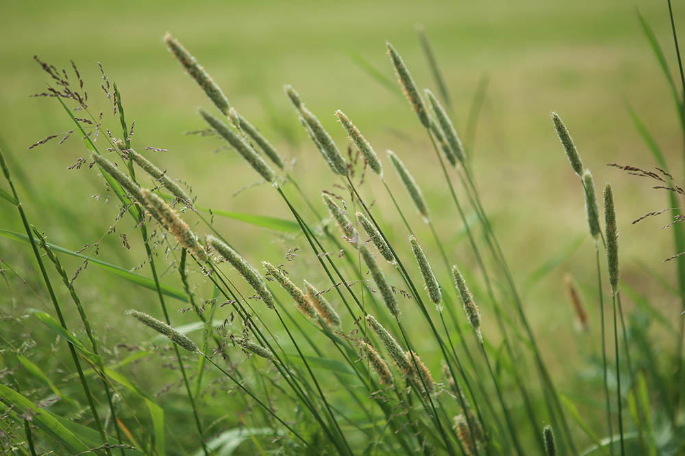 12 Types of Grass & Their Benefits (With Pictures)