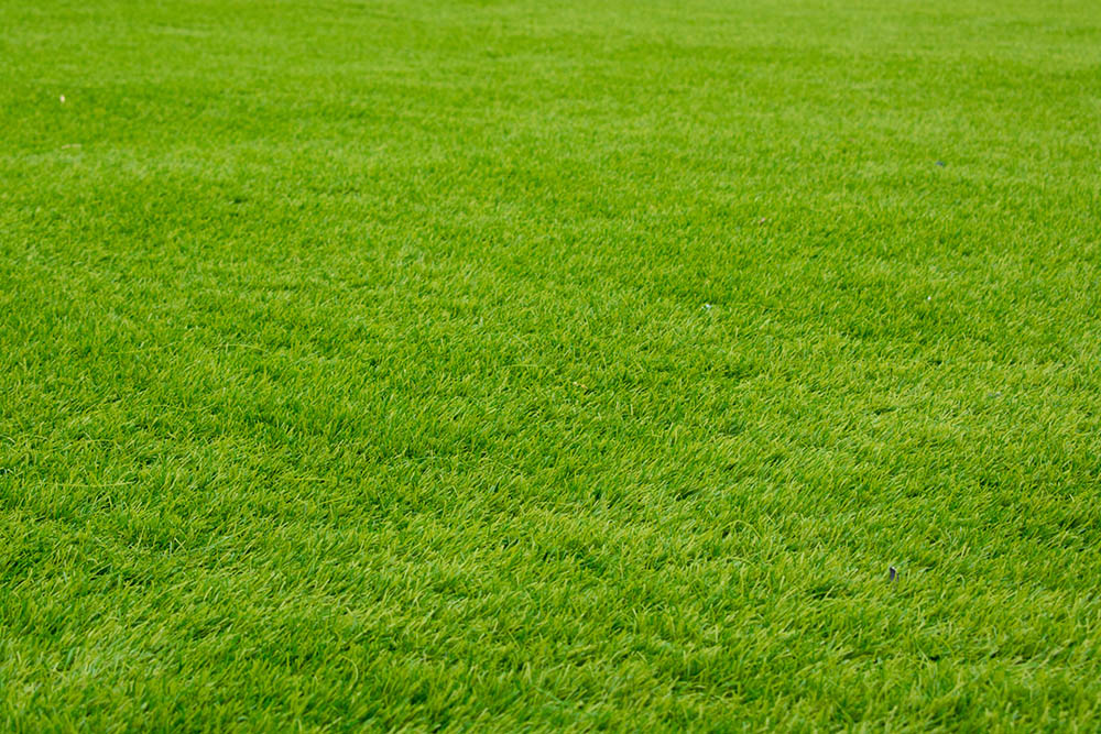 12 Types of Grass & Their Benefits (With Pictures)