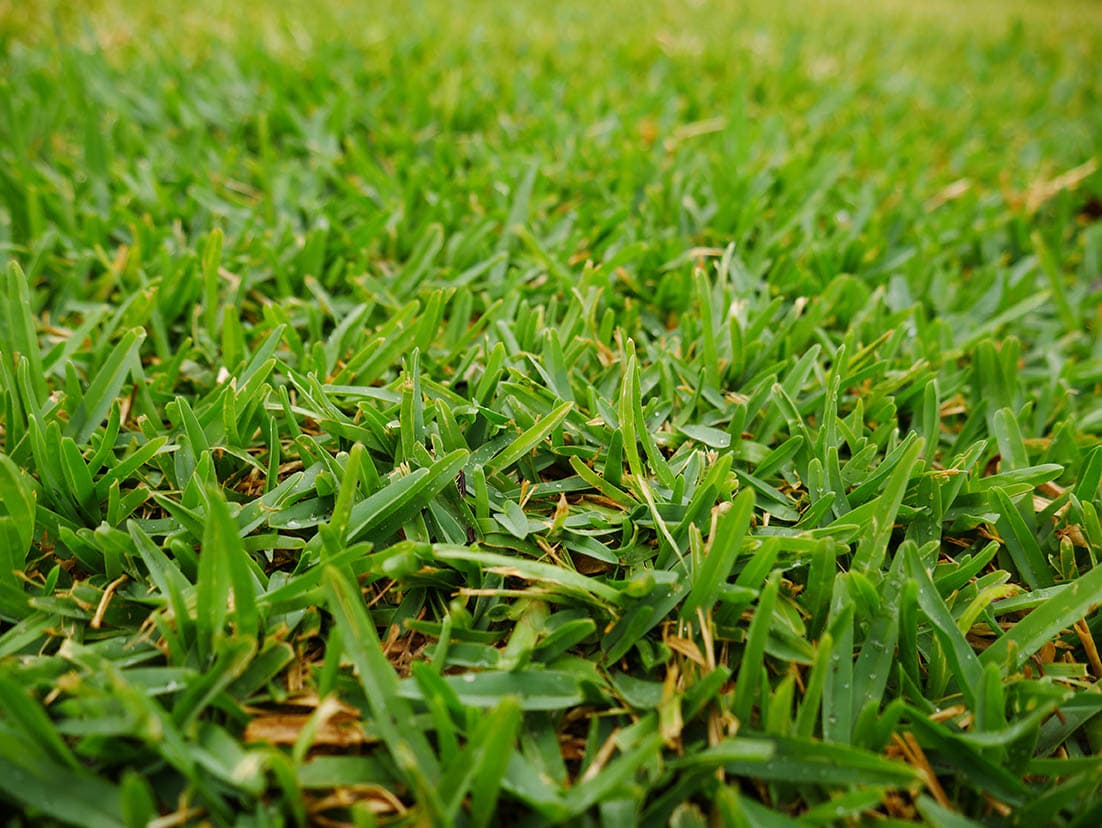 12 Types of Grass & Their Benefits (With Pictures)