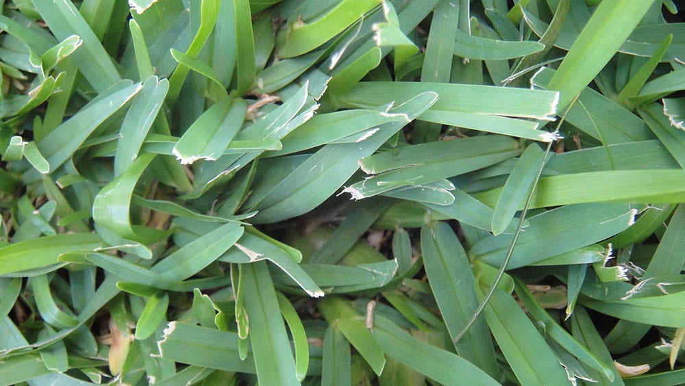 12 Types of Grass & Their Benefits (With Pictures)