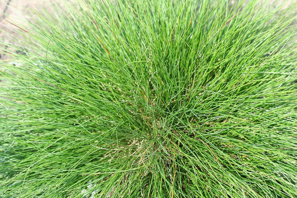 12 Types of Grass & Their Benefits (With Pictures)