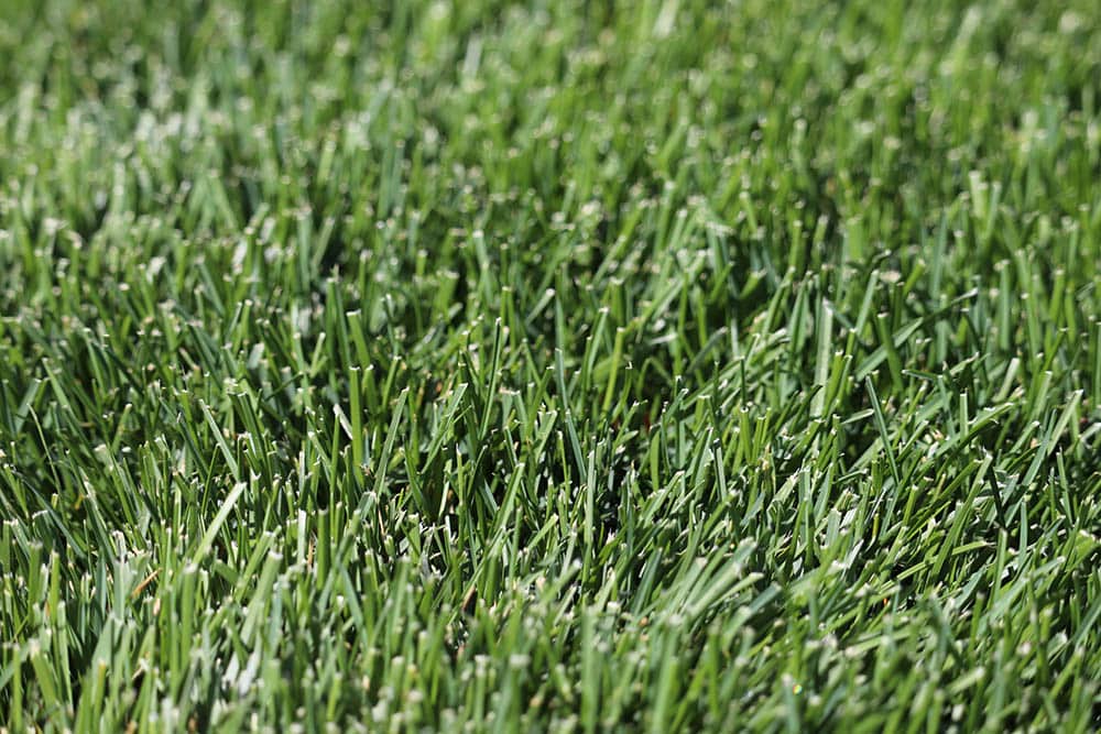 12 Types of Grass & Their Benefits (With Pictures)