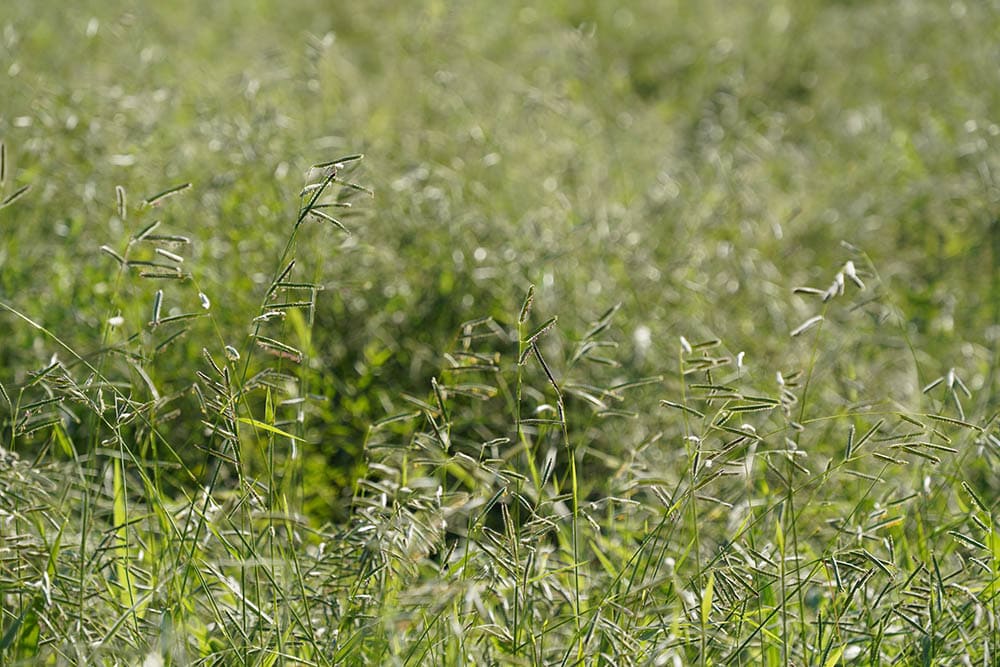 12 Types of Grass & Their Benefits (With Pictures)