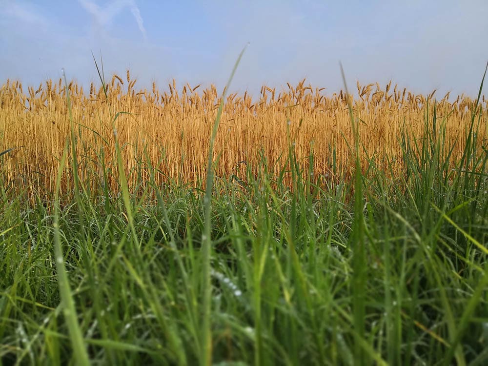 12 Types of Grass & Their Benefits (With Pictures)