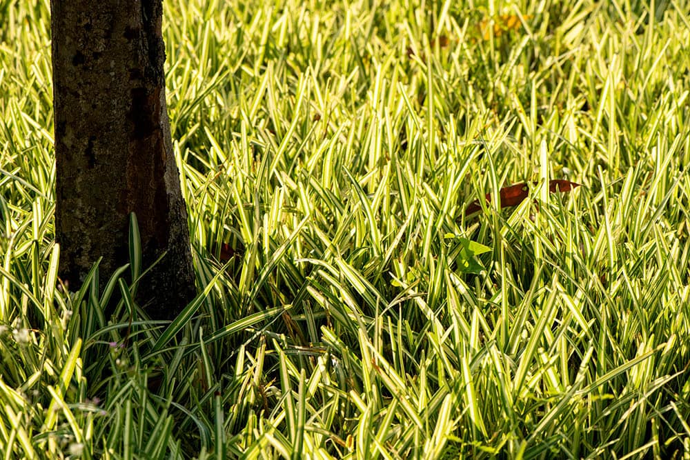 12 Types of Grass & Their Benefits (With Pictures)