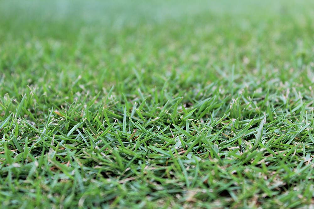 12 Types of Grass & Their Benefits (With Pictures)