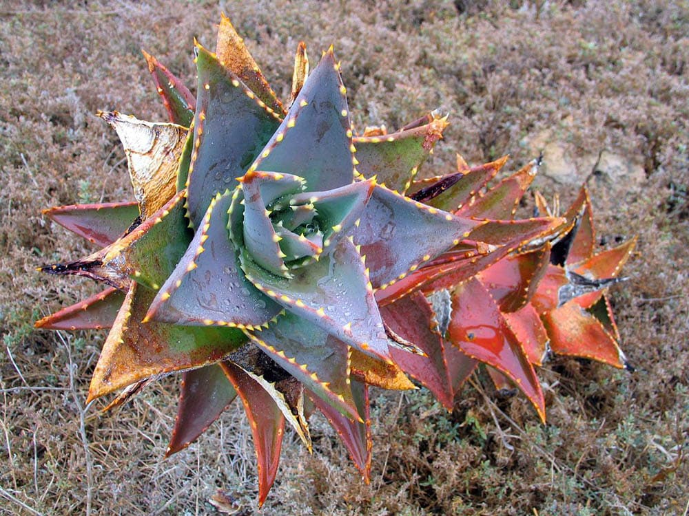 20 Types of Red Succulents (With Pictures)